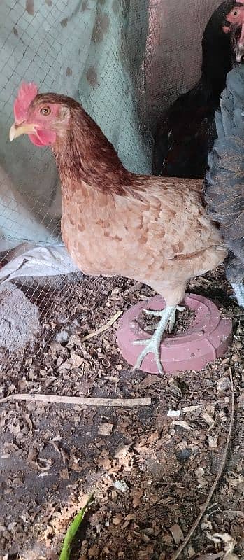 4 hens and 1 rooster Golden misri for sale 4