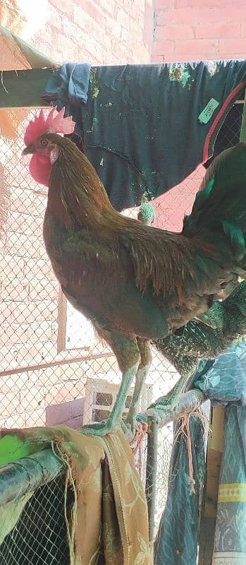 4 hens and 1 rooster Golden misri for sale 5