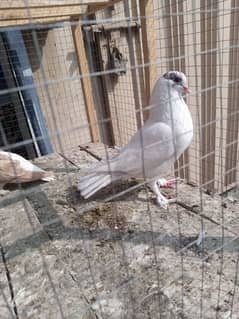 sherazi+ king size cross kaboter or female normal +2 pigeon chicks