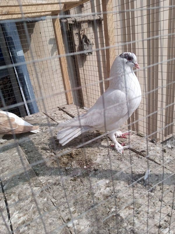 sherazi+ king size cross kaboter or female normal +2 pigeon chicks 0