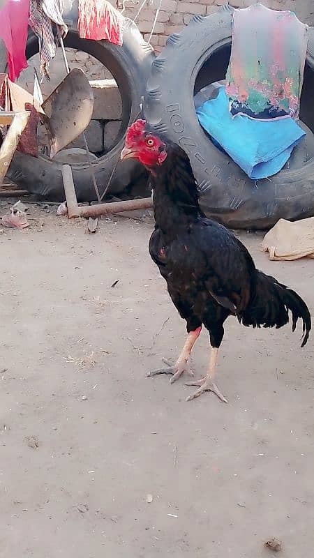 aseel murg for sale 0