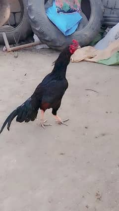 aseel murg for sale