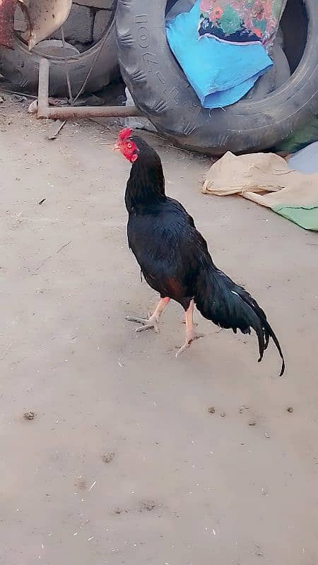 aseel murg for sale 2