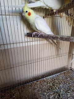 cockatiel breeder pair