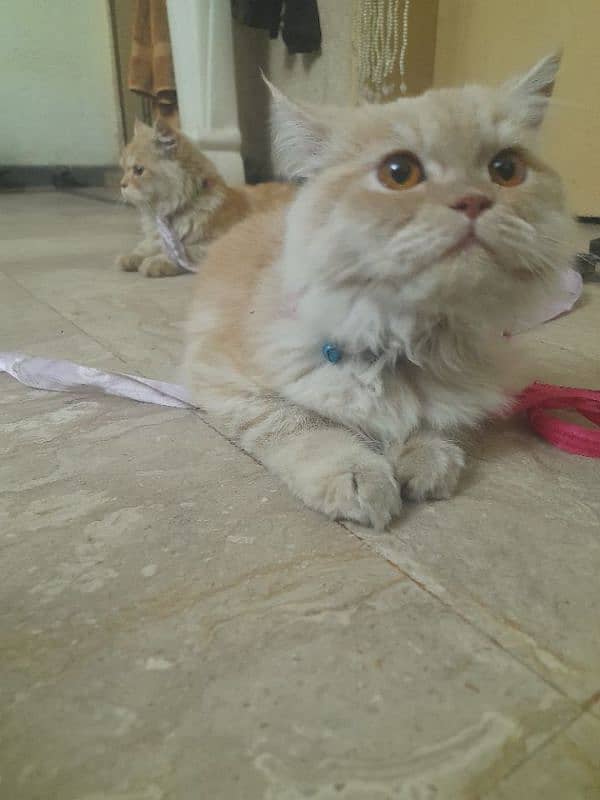 pair of Persian cats 3