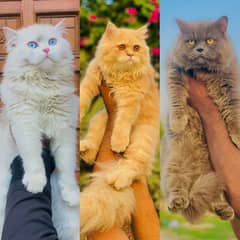 Persian triple coated punch face cats available for sale