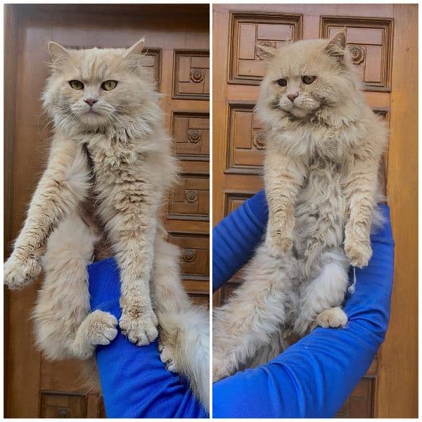 Persian triple coated punch face cats available for sale 1