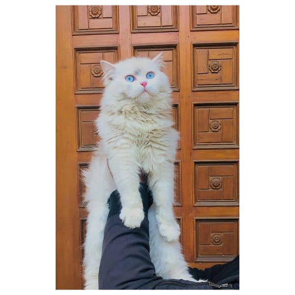 Persian triple coated punch face cats available for sale 5