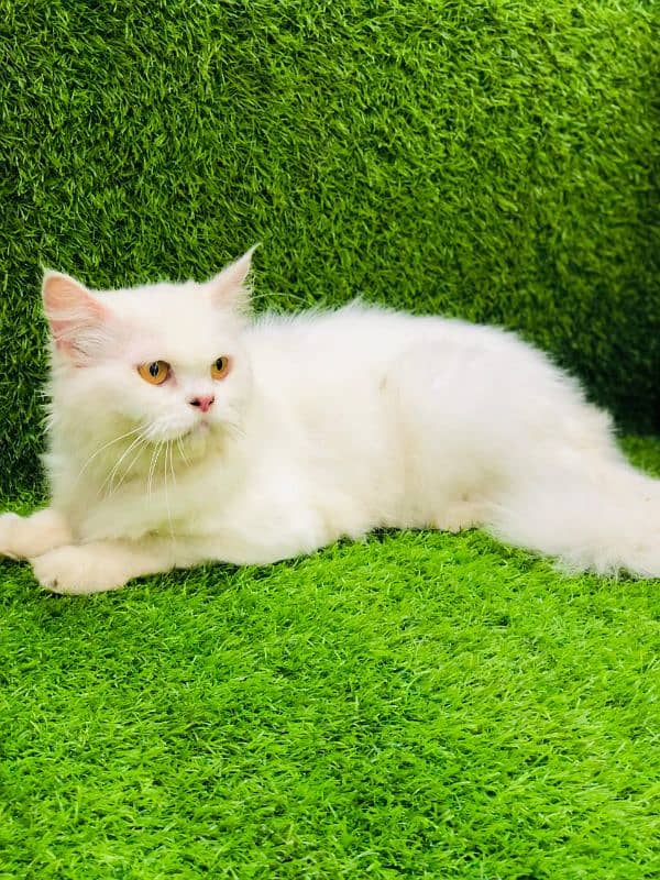 Persian triple coated punch face cats available for sale 7