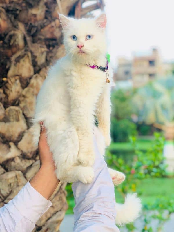 Persian triple coated punch face cats available for sale 8