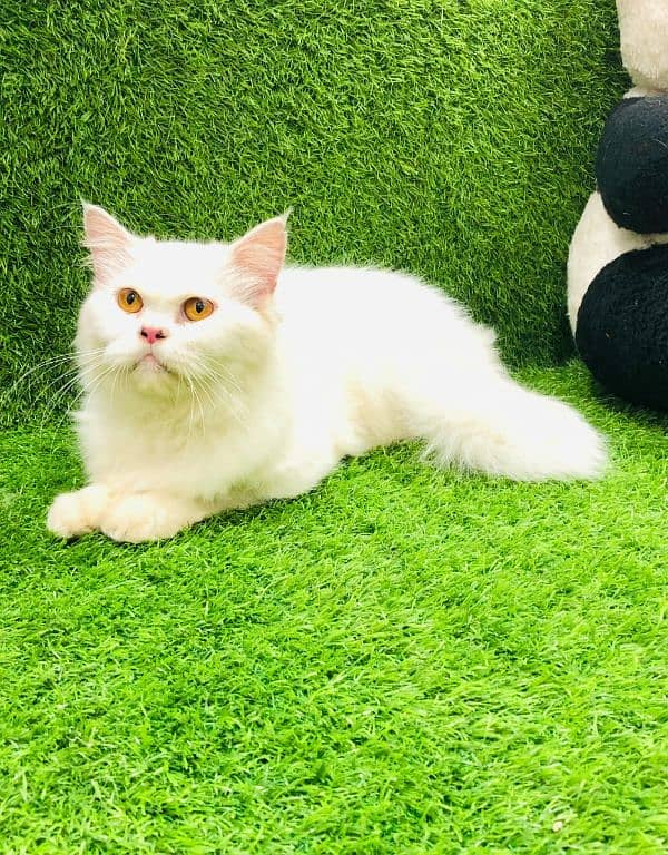 Persian triple coated punch face cats available for sale 9