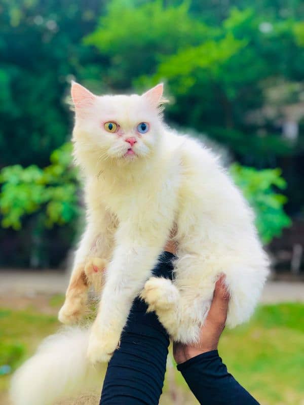 Persian triple coated punch face cats available for sale 12