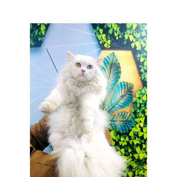 Persian triple coated punch face cats available for sale 14