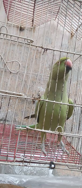 parrot for sale 0