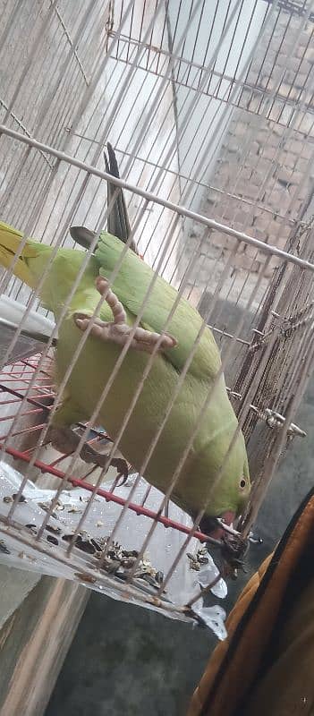 parrot for sale 1