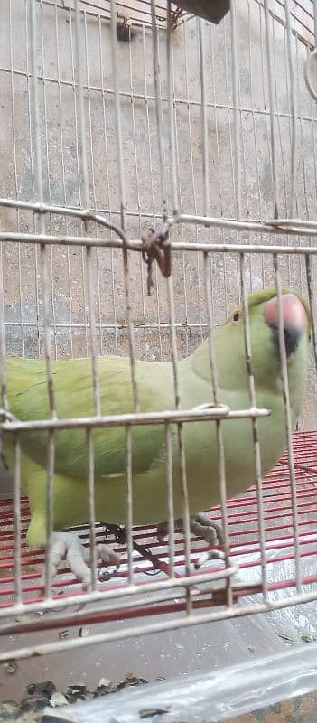 parrot for sale 2