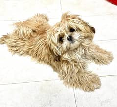 shihtzu Dogs/ Shih Tzu Male / shihtzu female /Shihtzu male female pup