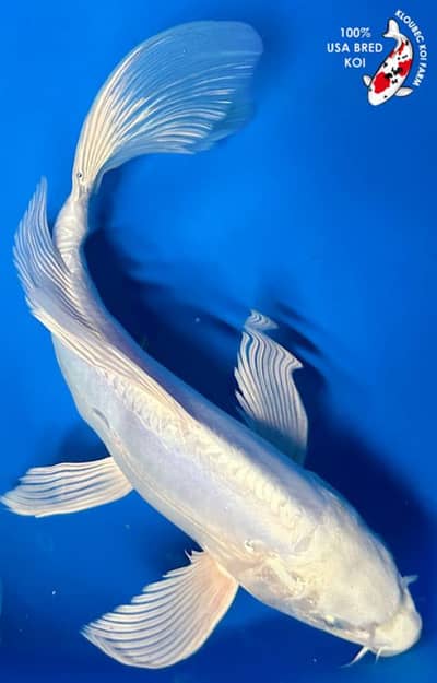 imported fishes UN aqurium
