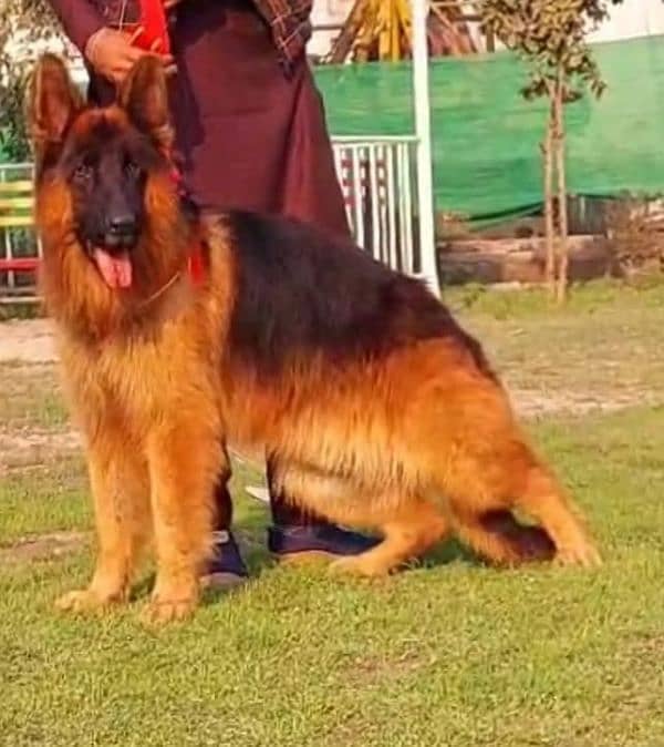 German Shepherd male for urgent sale WhatsApp, 0318,4661884 0