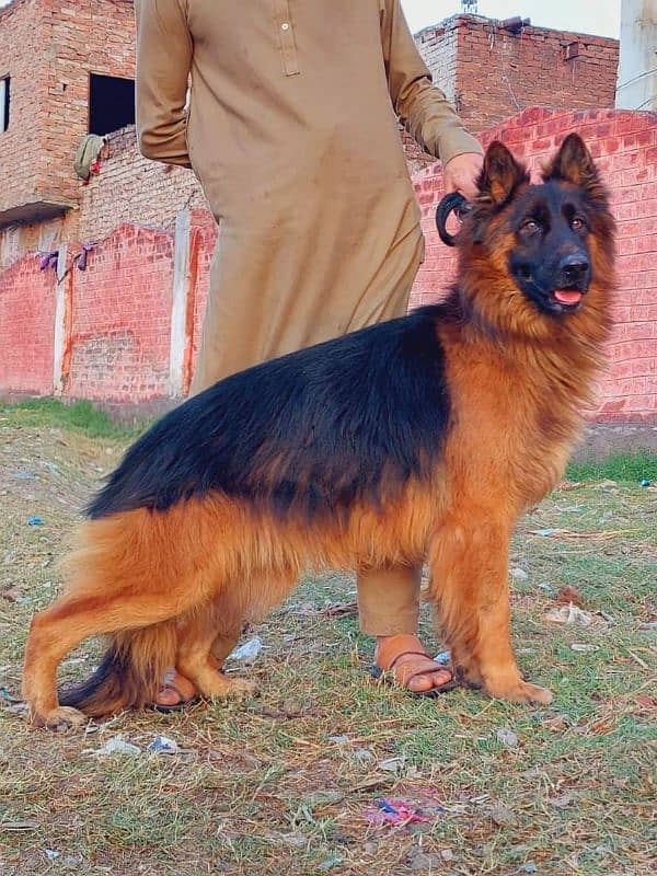 German Shepherd male for urgent sale WhatsApp, 0318,4661884 1