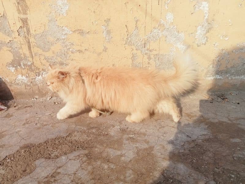 Persian cat triple coat ginger 0