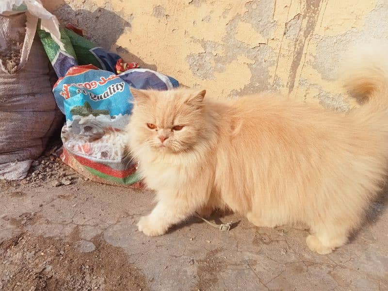 Persian cat triple coat ginger 1