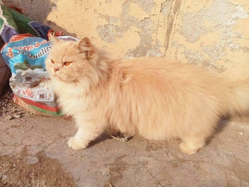 Persian cat triple coat ginger 2