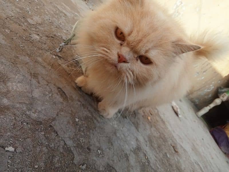 Persian cat triple coat ginger 3