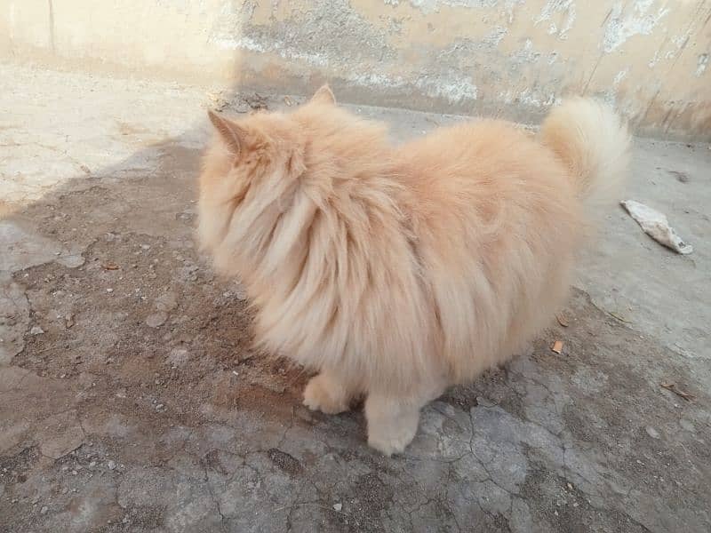 Persian cat triple coat ginger 4