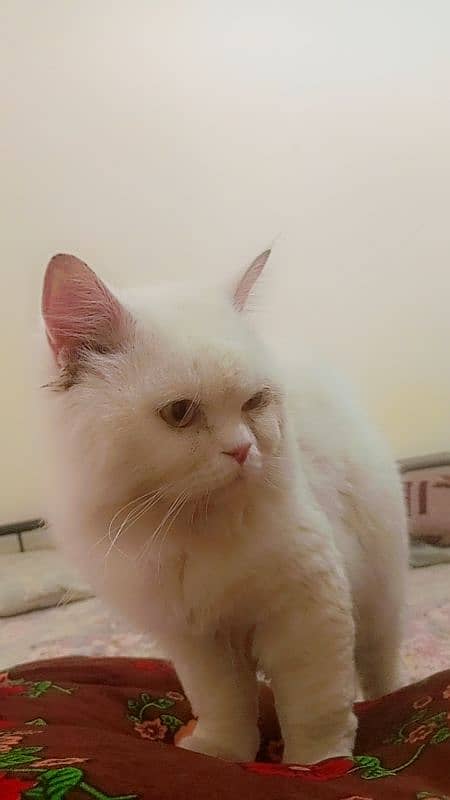 persion male cat for sale 0