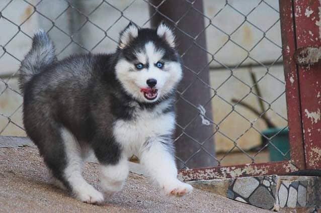 Siberian husky Puppy | Siberian husky Dog | husky Puppy 1