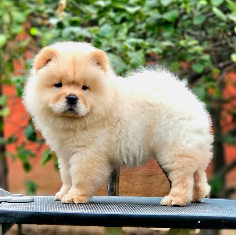 Chow chow Puppy | Puppy | Dog for sale 2