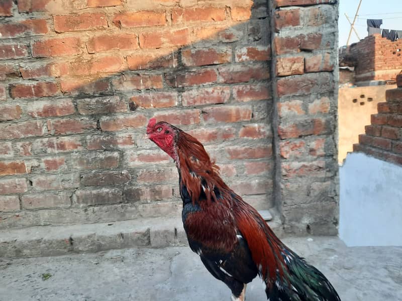 Heera Aseel /Aseel / pure aseel /high quality/ Assel Hens Foe Sale 2