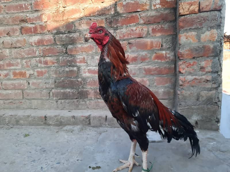 Heera Aseel /Aseel / pure aseel /high quality/ Assel Hens Foe Sale 3