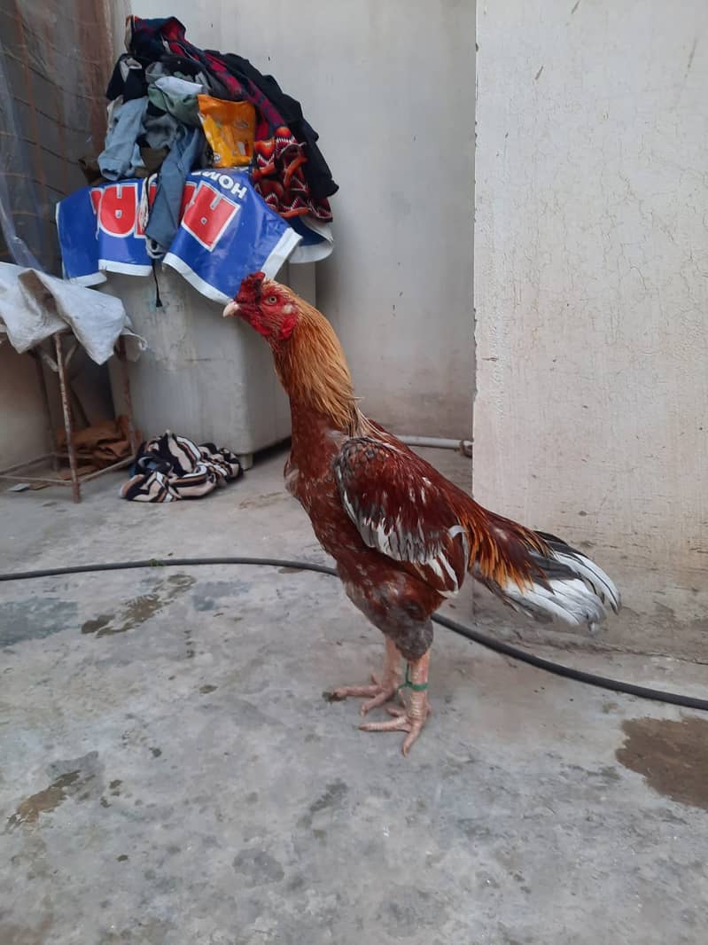 Heera Aseel /Aseel / pure aseel /high quality/ Assel Hens Foe Sale 4