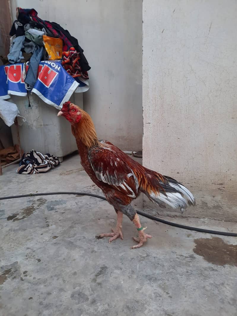 Heera Aseel /Aseel / pure aseel /high quality/ Assel Hens Foe Sale 5