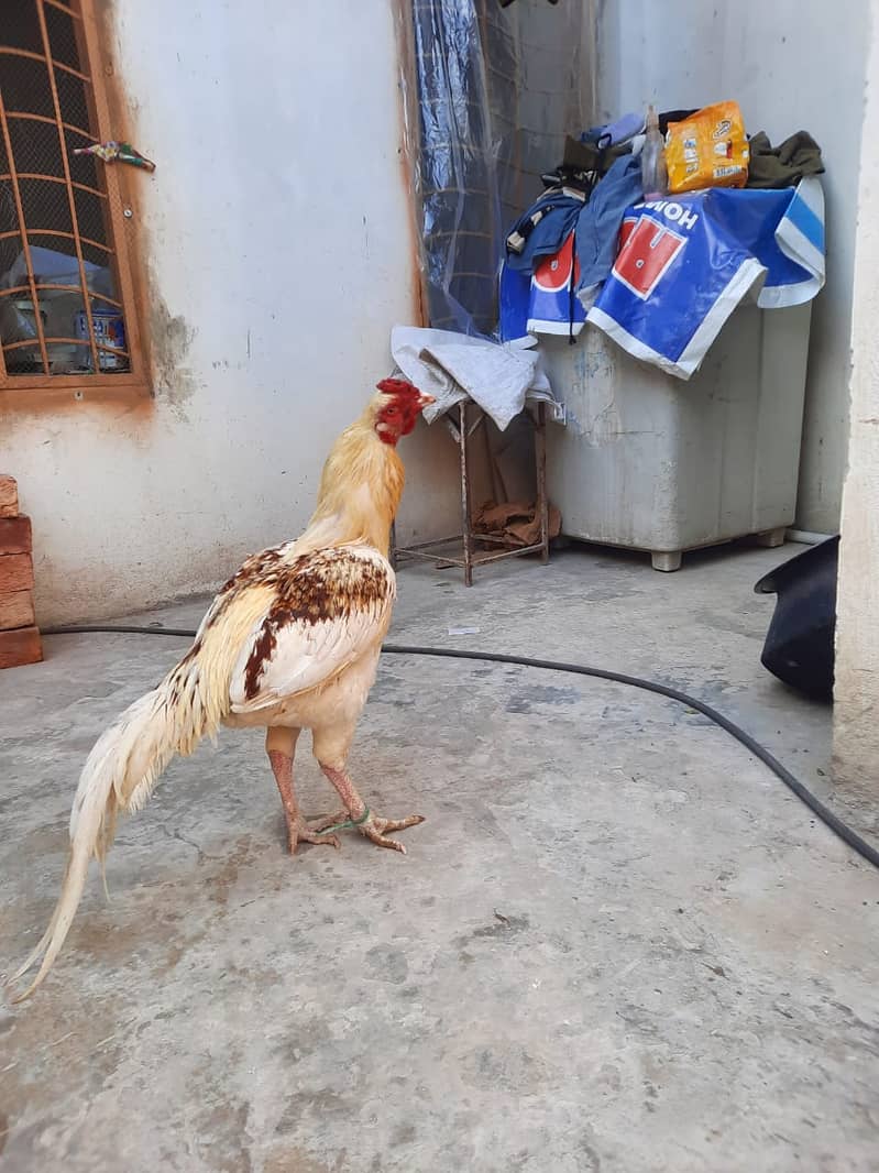 Heera Aseel /Aseel / pure aseel /high quality/ Assel Hens Foe Sale 6