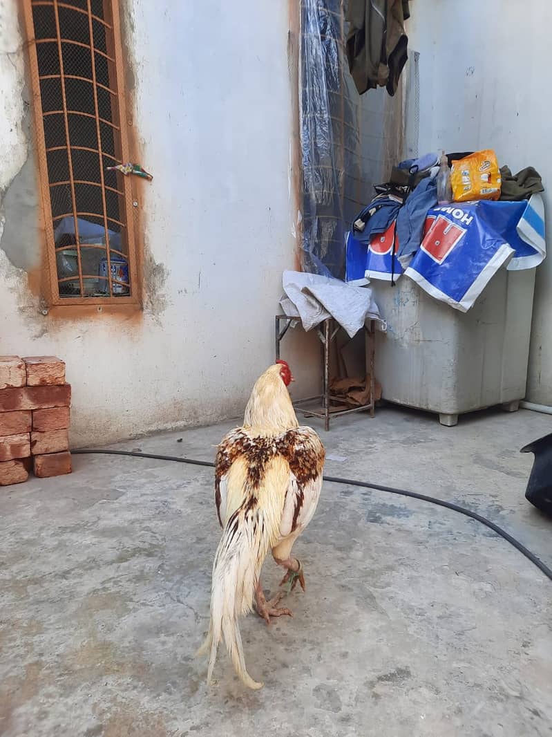 Heera Aseel /Aseel / pure aseel /high quality/ Assel Hens Foe Sale 7