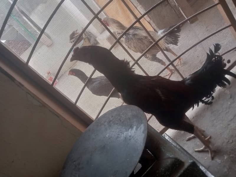 Heera Aseel /Aseel / pure aseel /high quality/ Assel Hens Foe Sale 8