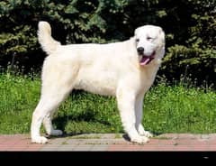 alabai Russian imported male available 10 month age for sale