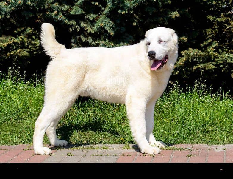 alabai Russian imported male available 10 month age for sale 0