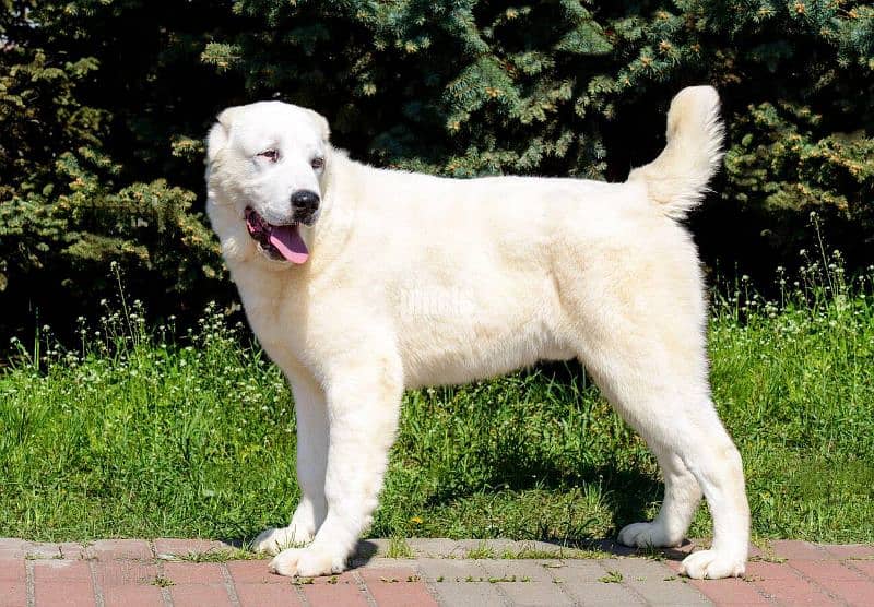 alabai Russian imported male available 10 month age for sale 1