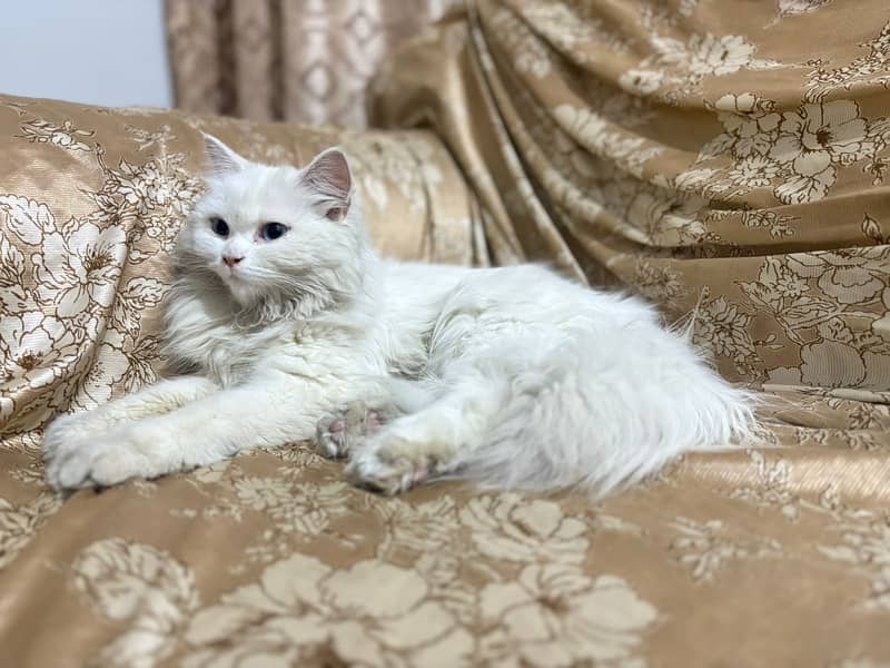 Persian Female Cat Available 0