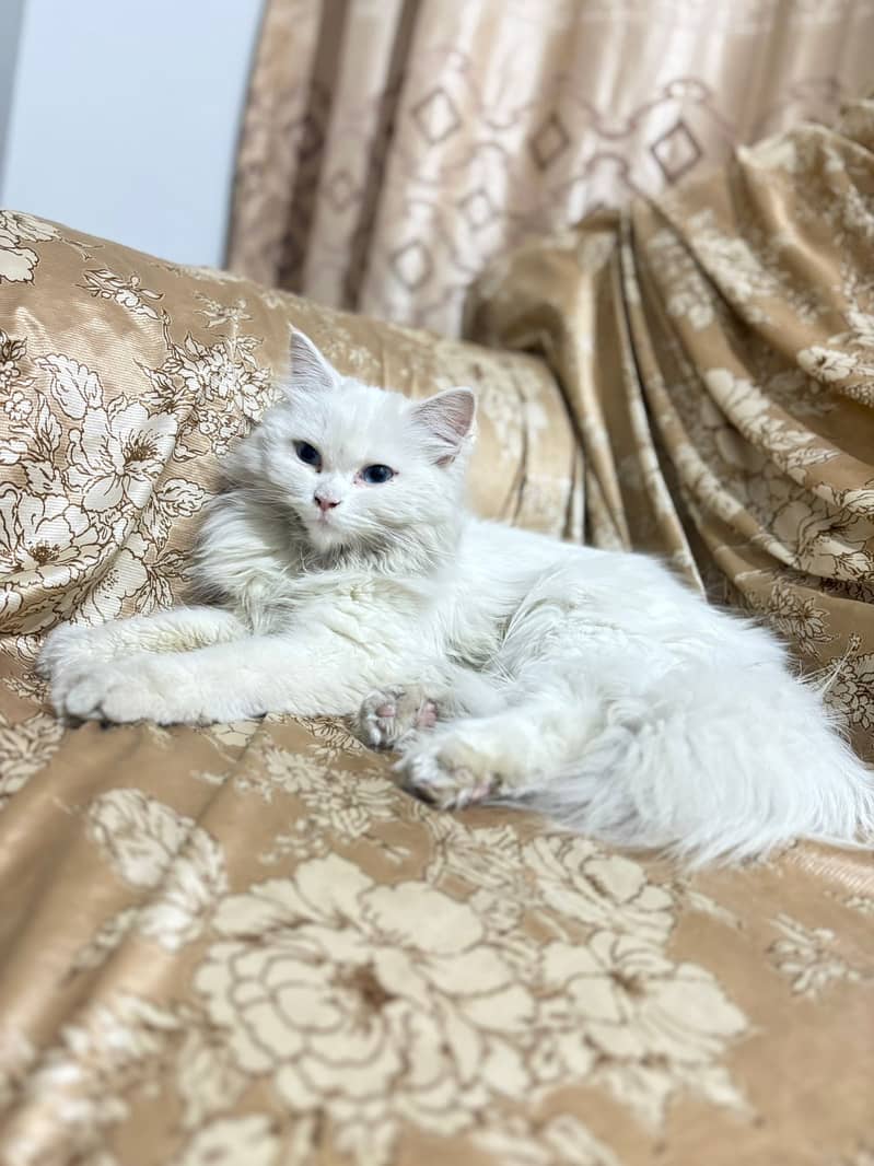 Persian Female Cat Available 1