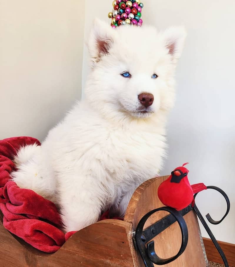 Siberian husky Puppy | Siberian husky Dog | husky Puppy 3