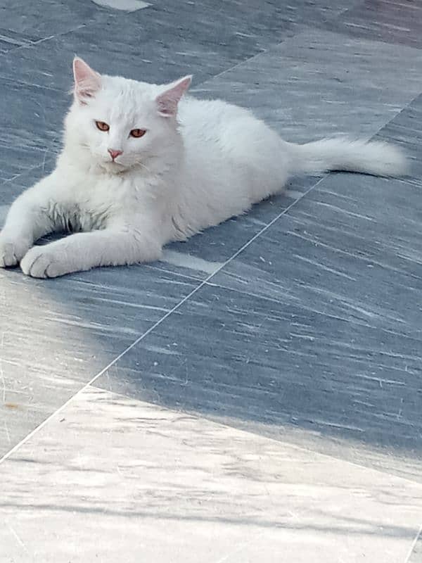 white parishn male kitten available 0