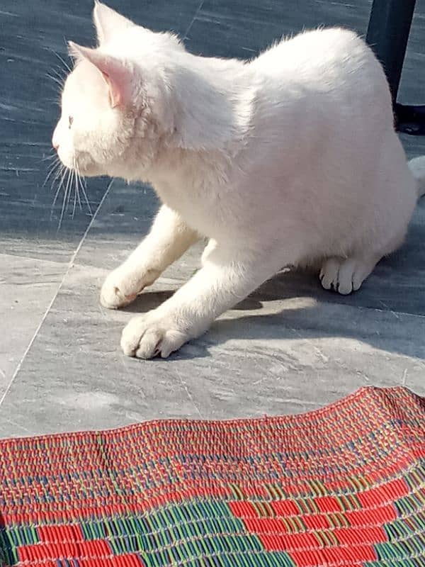 white parishn male kitten available 1