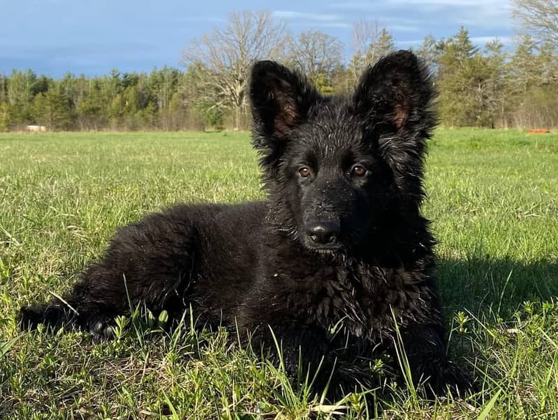 Black shepherd Puppy | Puppy | Dog for sale 1