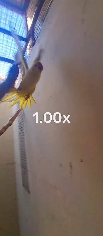 yellow ringneck breeder female 4