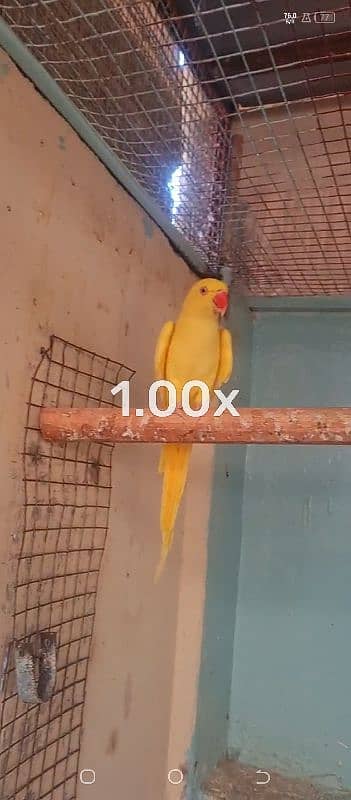 yellow ringneck breeder female 5